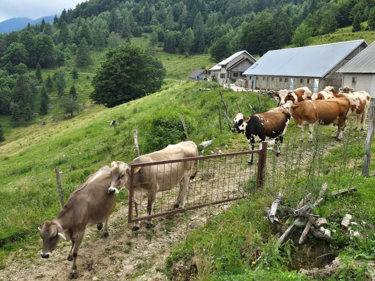 Frikafest Tolmin (1)